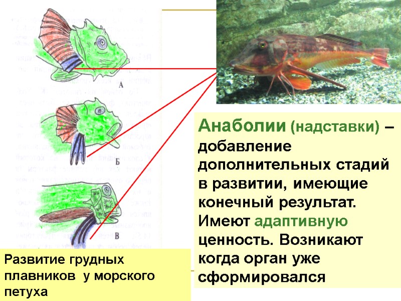 Развитие грудных плавников у морского петуха Анаболии (надставки) – добавление дополнительных стадий Развитие грудных плавников у морского петуха Анаболии (надставки) – добавление дополнительных стадий